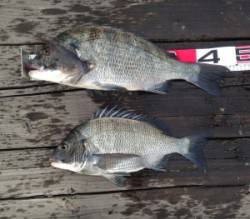 青井イカダでチヌ48cmと40cm、エサは…