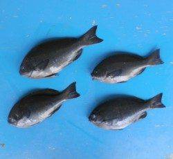 舞鶴田井の磯でグレ33.9cmを頭に4匹の釣果