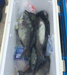 沖の赤島にてグレ7匹	、良く釣れていました☆