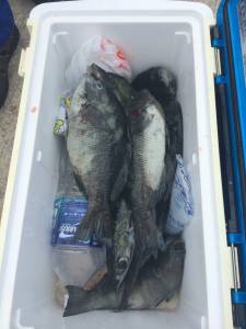 沖の赤島にてグレ7匹	、良く釣れていました☆