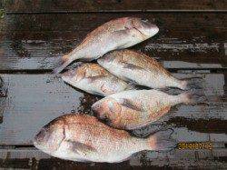 田井の海上釣り堀でマダイ・シマアジ、エサはイワシを使用