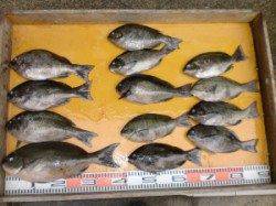 三尾の磯フカセで尾長39cm(^_^)/　ほかマダイや青物のバラシも・・・