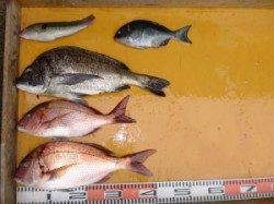 三尾の磯フカセで尾長39cm(^_^)/　ほかマダイや青物のバラシも・・・