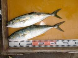 西肩・白子などの磯ジギングでハマチがポロポ…