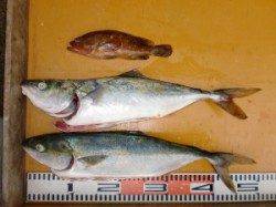 西肩・白子などの磯ジギングでハマチがポロポロ♪