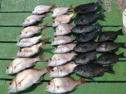 神谷一文字　チャリコと小グレが数釣れました