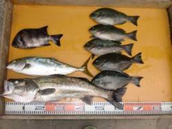 亀島にてフカセ釣り、グレ・スズキ・ハマチな…