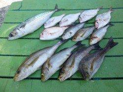 沖一文字外向きのカゴ釣り〜イサギ・ゴマサバ・チャリコ・イサギなど