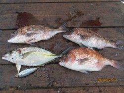 田井の海上釣り堀　マダイ・シマアジで楽しめます