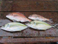 田井の海上釣り堀　マダイ・シマアジで楽しめます