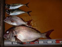 三尾の磯フカセではグレがポロポロ、半夜では…