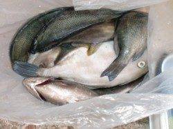 三尾の磯フカセではグレがポロポロ、半夜では良型マダイ&マアジ