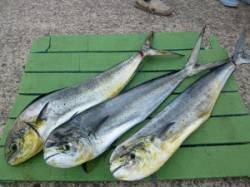 沖一文字内向き　ルアーでシイラ80〜90c…