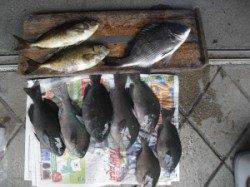 カンゴバエでグレ・チヌの釣果に良型アイゴもキャッチ