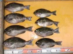 茶釜で３２ｃｍまでのグレが８枚(*^_^*…