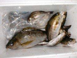 三尾の磯　半夜のカゴ釣りでイサギ・アジがポツポツ