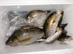 三尾の磯　半夜のカゴ釣りでイサギ・アジがポ…