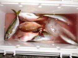 三尾の磯　半夜のカゴ釣りでイサギ・アジがポツポツ