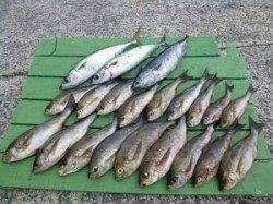 沖一文字内向き　イサギ・ゴマサバ・ソーダガツオ・小アジ・チャリコなど