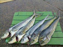 ヒラバエにてシイラ2人で10本！