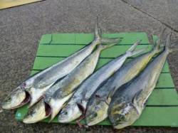 ヒラバエにてシイラ2人で10本！