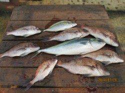 田井の海上釣り堀釣果〜メジロ・シマアジ・マダイなど