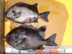 三尾の磯　底物は昼までにサンバソウが２枚★