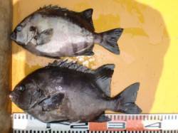 三尾の磯　底物は昼までにサンバソウが２枚★…