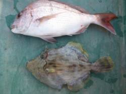 神谷一文字　ナイスサイズのマダイ・カワハギ…