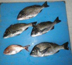 田井の磯　フカセでチヌ〜50cm