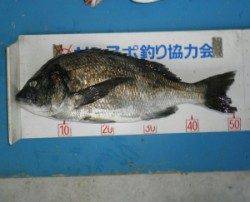 田井の磯　フカセでチヌ〜50cm