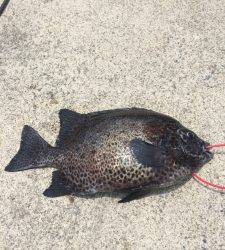 串本の磯　イシガキダイの釣果出てます