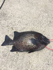 串本の磯　イシガキダイの釣果出てます