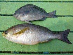 神谷一文字　カゴ釣りで良型イサギをキャッチ