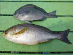 神谷一文字　カゴ釣りで良型イサギをキャッチ…