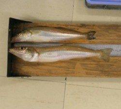 天橋立の投げ釣りでキス25匹　他、穴子やセイゴも