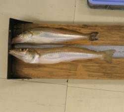 天橋立の投げ釣りでキス25匹　他、穴子やセ…