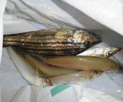 天橋立の投げ釣りでキス25匹　他、穴子やセイゴも