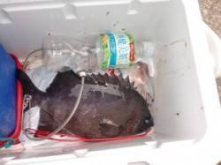 底物でサンバソウ35cm　立島での釣果