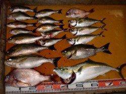 立島でカゴ釣り、良型イサキが３、４本(^_^)v