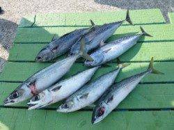 神谷沖一文字でカゴ釣り　ゴマサバにソーダガツオ