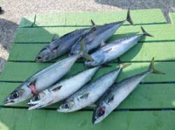 神谷沖一文字でカゴ釣り　ゴマサバにソーダガ…