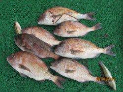 【23日】田井の釣り堀でマダイに青物 ♪