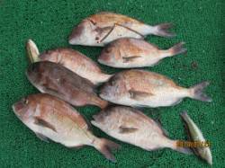 【23日】田井の釣り堀でマダイに青物 ♪