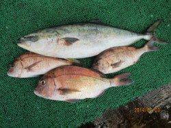 【23日】田井の釣り堀でマダイに青物 ♪