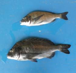 上瀬の地磯でチヌ52.3cm、マキエ、サシ…