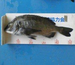 上瀬の地磯でチヌ52.3cm、マキエ、サシエ共にサナギの釣り