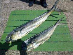 沖一文字内向き　のませ釣りでシイラ２人で15匹