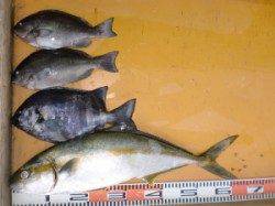 三尾の磯、カゴでヒラマサ(^_^)v