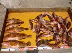 ロックフィッシュ狙いでアコウ＆ガシラ大漁★…